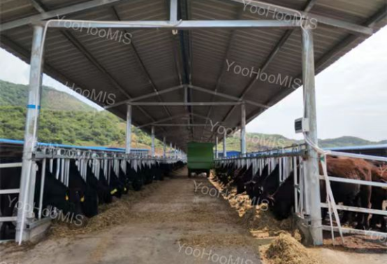 数智化养殖赋能万头牧场提质增效，助力质量乡村建设
